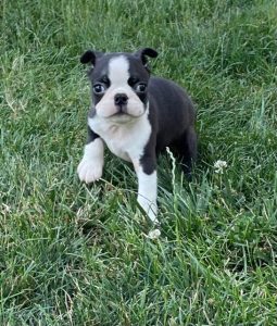 Akc boston hotsell terrier puppies